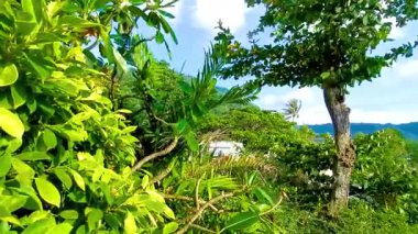 Tropikal orman yağmur ormanları, dağlık tepelerdeki palmiye ağaçlarının tepesinde bulut ve mavi gökyüzü manzaralı Patong Sahili Kathu Bölgesi Phuket Adası Güney Tayland.