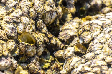 Fosilleşmiş deniz canlıları midye ve deniz kabuğu midye deniz kabuğu midye deniz kıyısı dokusu ve desen Patong Sahili Kathu Bölgesi Phuket Adası Güney Tayland.