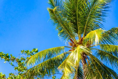 Tropikal Palmiye ağaçları gökyüzünde bulutlar yağmur ormanları ve Patong Sahili 'nde egzotik doğa Kathu Bölgesi Phuket Adası Güney Tayland' da güney Asya 'da.