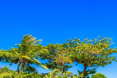 Tropikal Palmiye ağaçları gökyüzünde bulutlar yağmur ormanları ve Patong Sahili 'nde egzotik doğa Kathu Bölgesi Phuket Adası Güney Tayland' da güney Asya 'da.