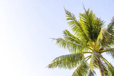 Tropikal Palmiye ağaçları gökyüzünde bulutlar yağmur ormanları ve Patong Sahili 'nde egzotik doğa Kathu Bölgesi Phuket Adası Güney Tayland.