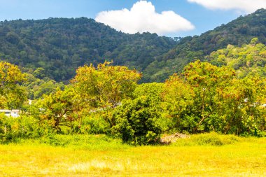 Tropikal orman yağmur ormanı ağaçlarının tepesinde dağlık tepeli palmiye ağaçları, bulutlar ve Patong Sahili Phuket Adası Güney Tayland Bölgesi 'nde mavi gökyüzü manzarası vardır..
