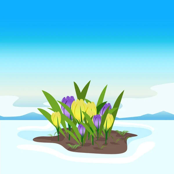 Yellow Purple Crocuses Snow Blue Sky First Spring Flowers Bloom — Stock vektor