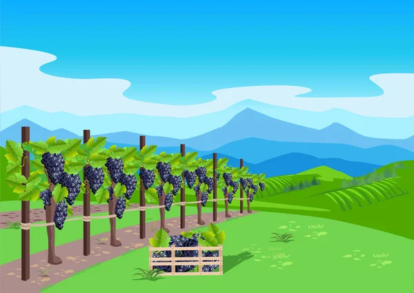 Wijngaard Met Rijpe Druiven Achtergrond Van Vallei Bergen Blauwe Lucht — Stockvector