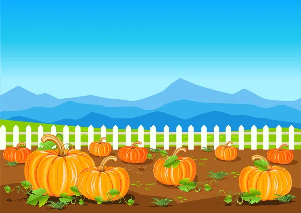 Field Ripe Pumpkins Background Fence Blue Sky Pumpkin Harvest Harvest — Stock Vector