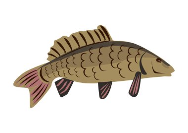 Sazan balığının pulları ve yüzgeçleri basittir. Beyaz arka planda bir balığın el çizimi vektör çizimi.