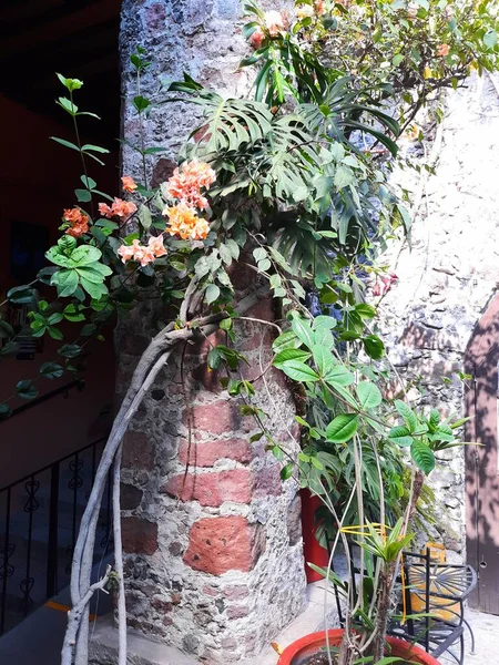 Квіти Виноградні Лози Листя Фоні Цегляного Стінового Двору — стокове фото