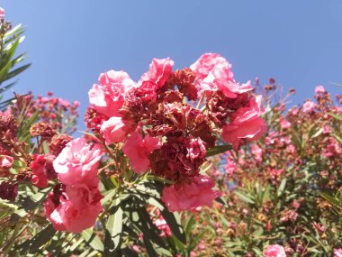 Bahçede pembe çiçekler