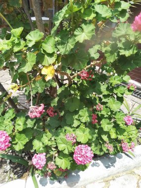 Bahçede pembe çiçekler