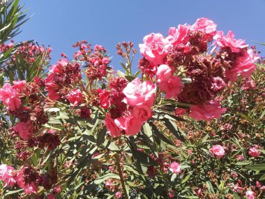 Bahçede pembe çiçekler