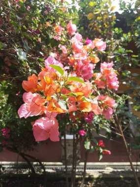 Bahçede pembe çiçekler