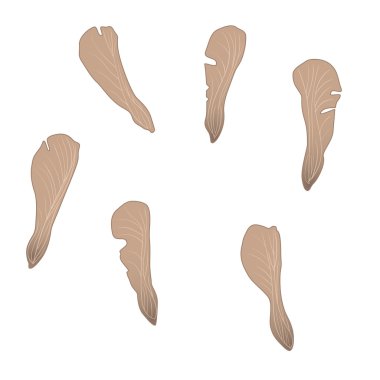 Tohumu akçaağaç ağaç izole görüntü.