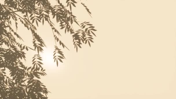 Ulotka na miękkim tle przezroczyste cień tropikalne liście Poranne słońce oświetlenie — Wideo stockowe