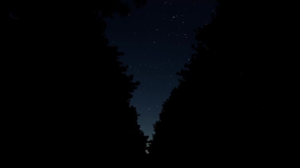 Bomen nacht steegje Spookachtige mist Natuur achtergrond — Stockvideo