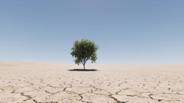 Одне дерево вирощує середню пустелю з піску тепла — стокове відео