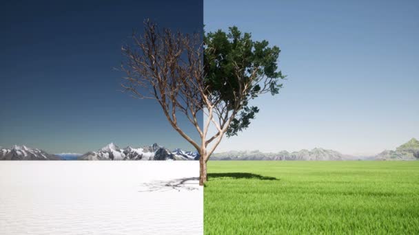 Дерево в смену времен года зимняя весна Сравнение климатических изменений — стоковое видео