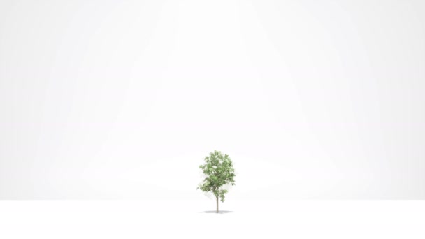 Croissance des arbres verts sur blanc Nature printemps saison animation 3d — Video