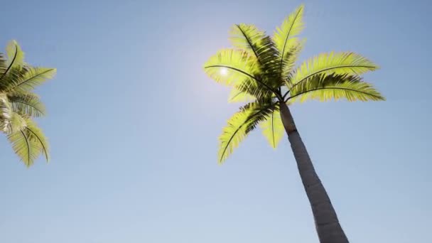 Beco ensolarado Bonito com palmeiras azuis — Vídeo de Stock