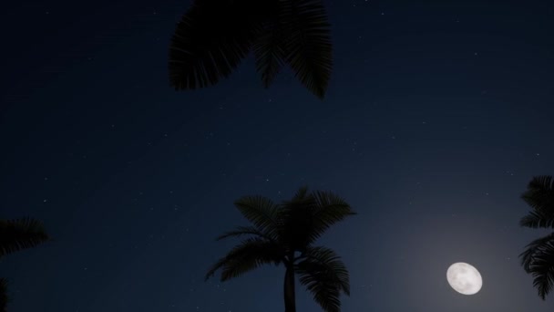 Nacht palmbomen Maan Landschap eiland Vakantie reizen Tropische Natuur Blauwe sterrenhemel — Stockvideo