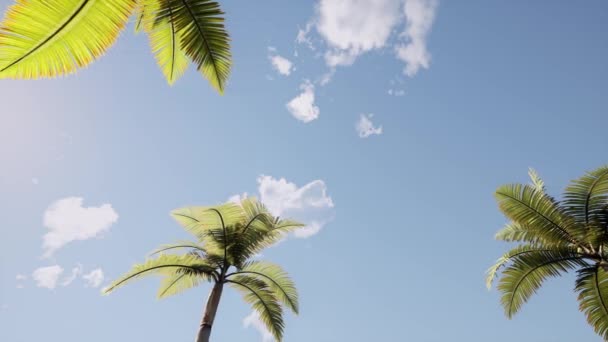 Avenida vintage de palmeiras Natureza fundo Céu azul Verão por do sol — Vídeo de Stock