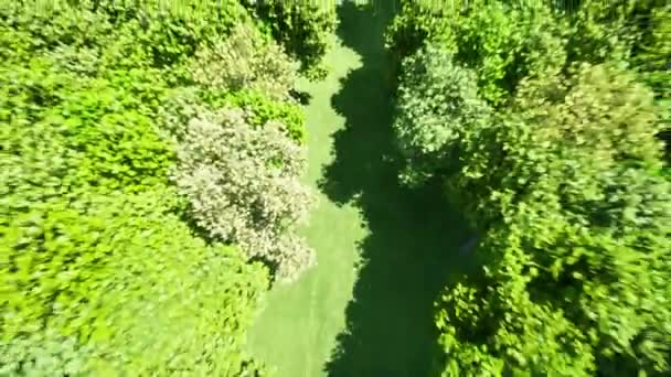 Longen in de vorm van een bos Zomer zonnige dag groen gras — Stockvideo