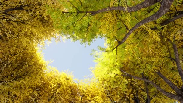 Naranja Árbol coronas otoño Azul Luz del sol cielo Fondo de la naturaleza — Vídeo de stock