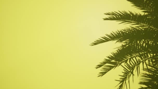 Foglie di palma su parete gialla vuoto chiaro Mockup — Video Stock