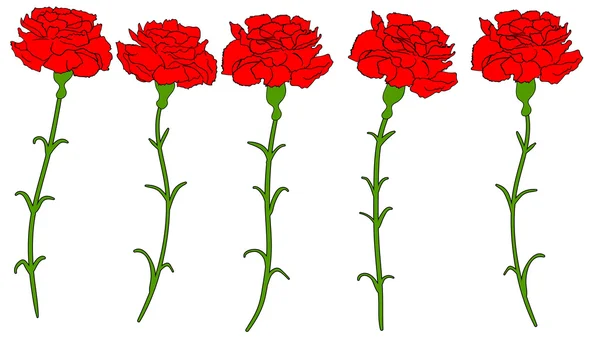 美丽的红色康乃馨分离向量 1 — 图库矢量图片