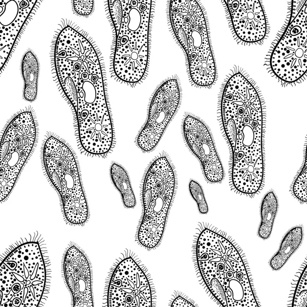 Paramecium van de stam Ciliophora Vector 1 — Stockvector