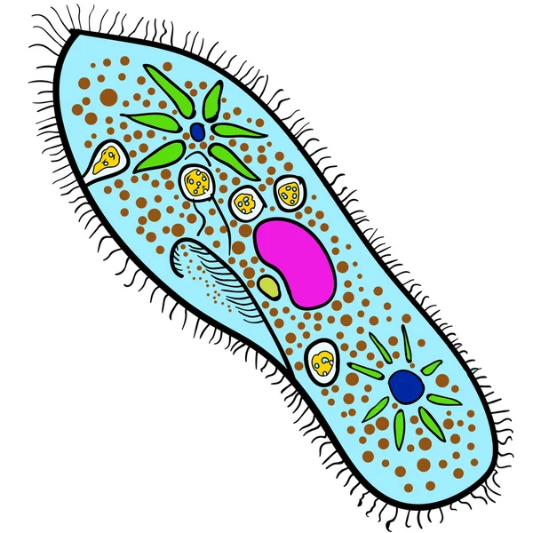 Paramecium van de afdeeling Ciliophora. Vector 2 — Stockvector