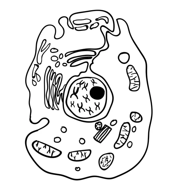 Paramecium del filo Ciliophora. Vector 3 — Vector de stock