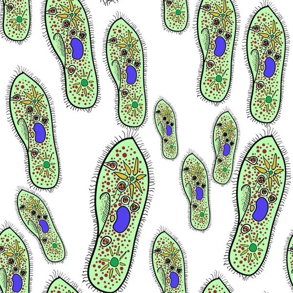 草履虫的纤毛虫。矢量 1 — 图库矢量图片