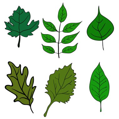 Yeşil yaprakları tasarım unsurları ayarlayın. Vektör