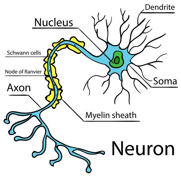 A tipikus emberi neuron vektor 2 anatómiája — Stock Vector