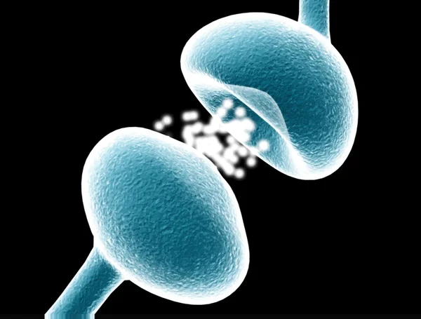 Anatomie d'un neurone humain typique Vecteur 1 — Image vectorielle