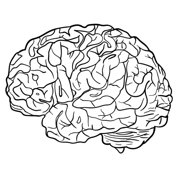 Background with brain concept  Vector — Stok Vektör