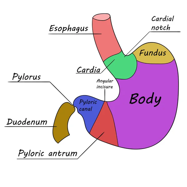 Ludzkiego żołądka. Ilustracja wektorowa 1 — Wektor stockowy