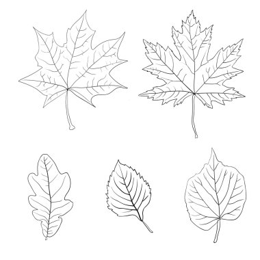 Renkli sonbahar yaprakları. vektör illüstrasyonu.