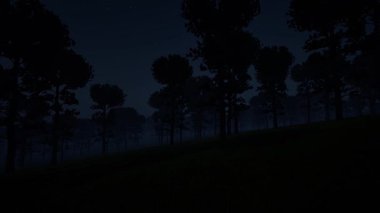 Scary natural foggy night forest 4k