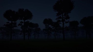 Gece sisi orman doğası bg 4k