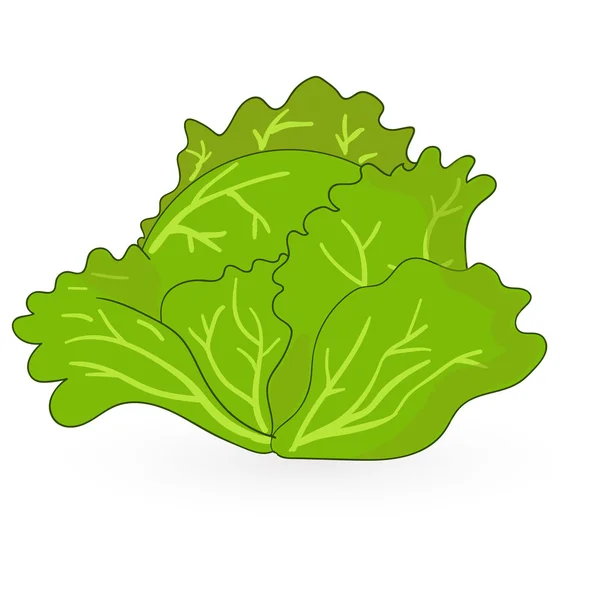 Cabbage. Vector illustration. — Stock Vector
