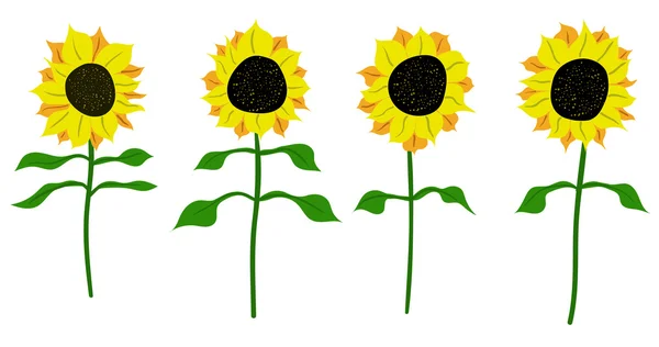 Sunflower vector flower nature illustration — Stock Vector