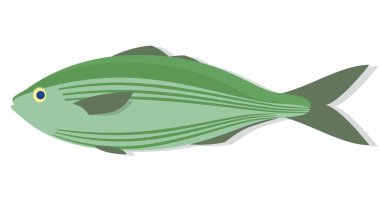 Yeşil renkli, mavi gözlü, koyu yüzgeçli ve kuyruklu deniz balığı. Beyaz arkaplanda izole edilmiş bir hayvanın vektör çizimi