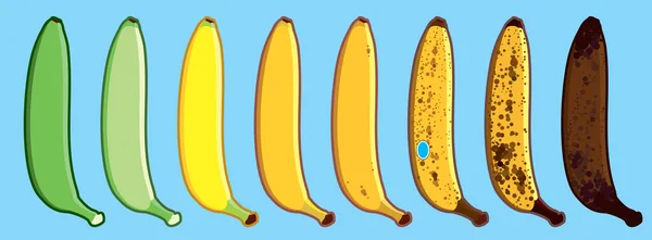 Zestaw Prostego Wektora Banana Różnych Kolorach Dojrzałe Stadia Bananów Niedojrzałych — Wektor stockowy
