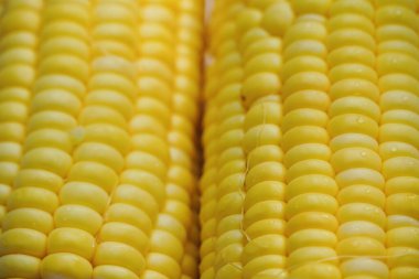 Koçanda tatlı mısır. Mısır gevreğine yakın çekim. Mısır gevreği pazarda satılıktır. Mısır gevreği ve mısır gevreği..