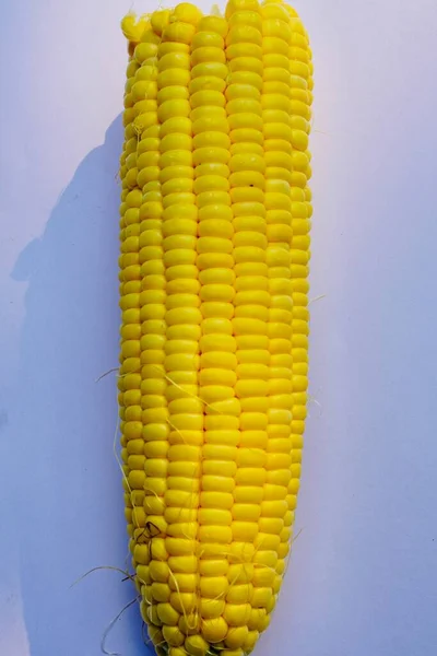 Sweet Corn Cob Closeup Sweet Corn Maize Sweet Corn Maize — Stock Photo, Image