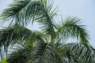 mavi arkaplanda yeşil palmiye ağaçları