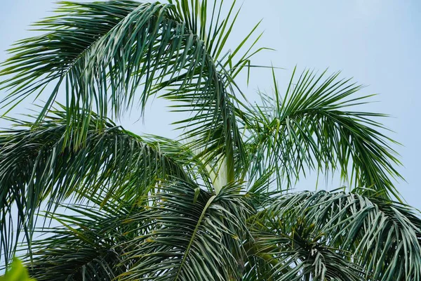 mavi arkaplanda yeşil palmiye ağaçları
