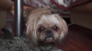 Güzel bir Shih-tzu köpeği kameraya bakıyor. Köpek kamerayı merak ediyor. Şirin Şirin Shih-tzu Evcil Hayvanı 'na yaklaş..