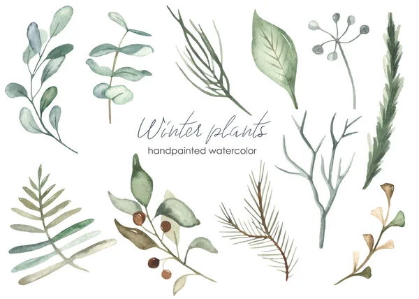 Winterweihnacht Pflanzen Von Grüner Farbe Blätter Zweige Laub Kiefer Fichte — Stockfoto